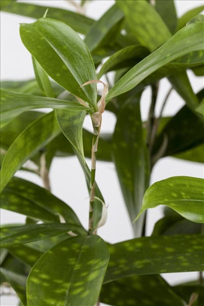 Dracaena surculosa