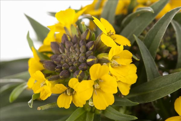 Erysimum cheiri 'Canaries Yellow'