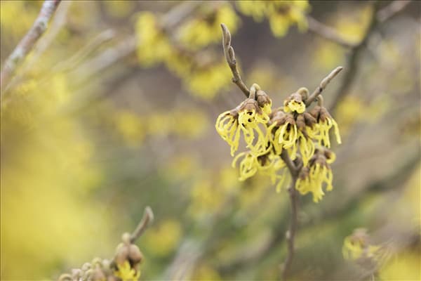 Hamamelis intermedia 'Arnold Promise'