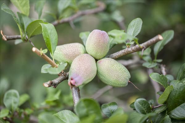 Chaenomeles japonica