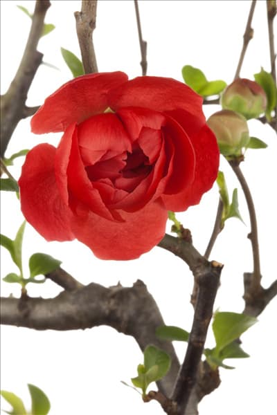 Chaenomeles japonica