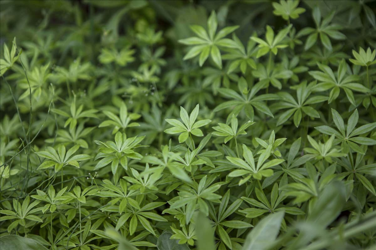 Galium odoratum
