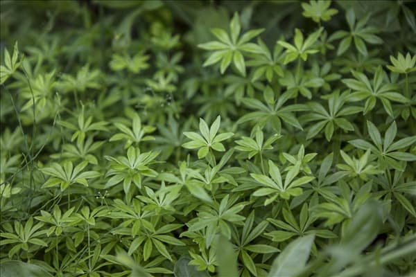 Galium odoratum