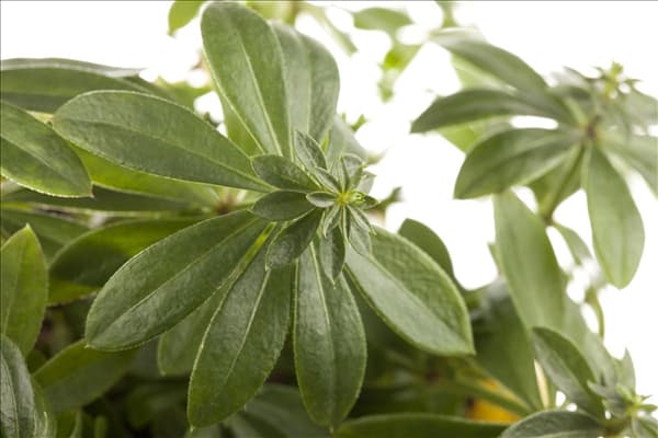 Galium odoratum