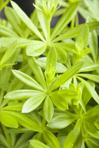Galium odoratum