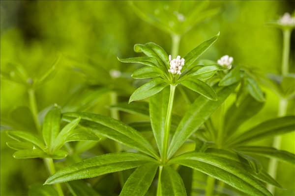 Galium odoratum