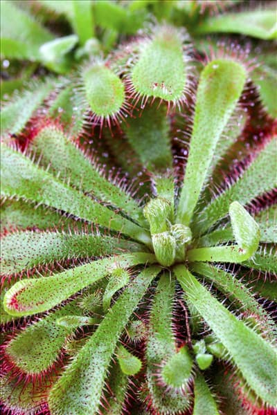 Drosera