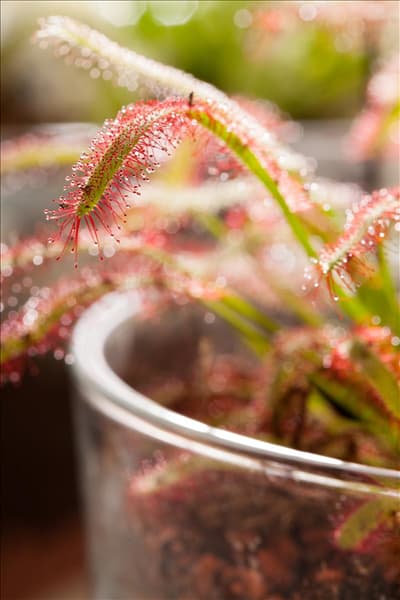 Drosera intermedia