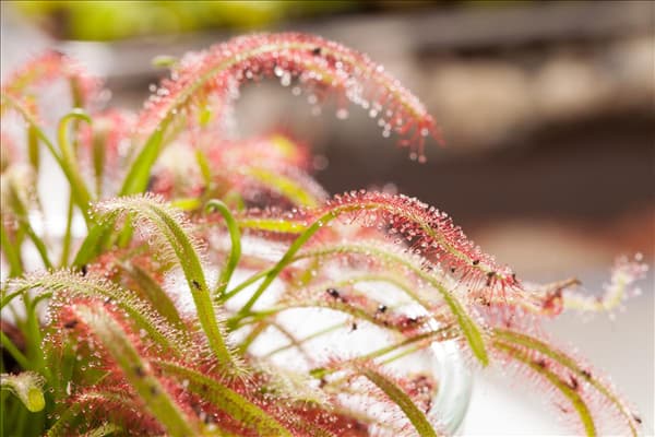 Drosera intermedia