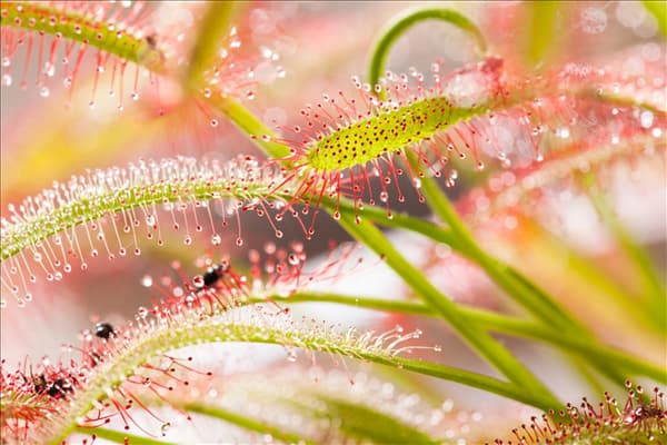 Drosera intermedia