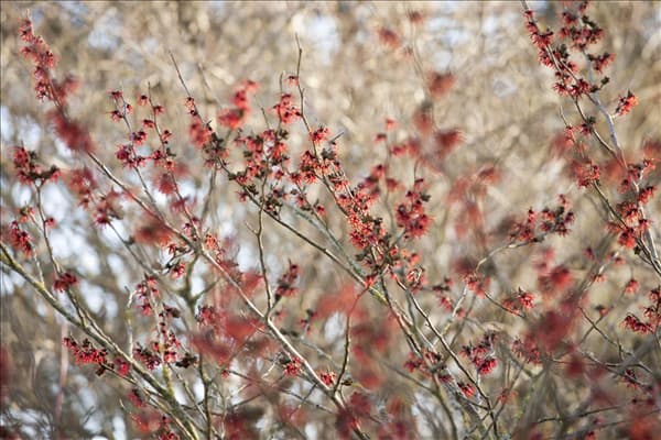 Hamamelis x intermedia 'Diane'