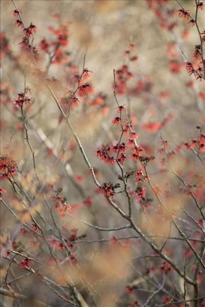 Hamamelis x intermedia 'Diane'