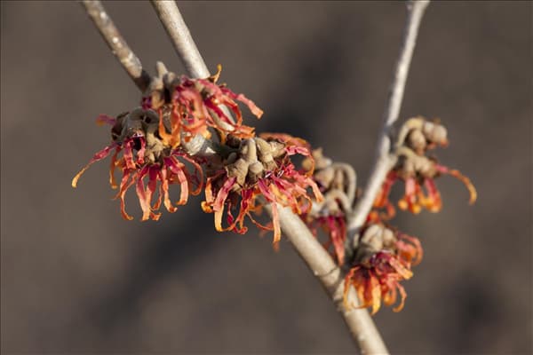 Hamamelis x intermedia 'Diane'