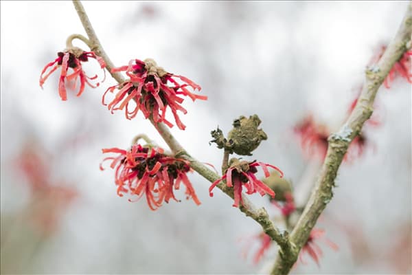 Hamamelis x intermedia 'Diane'