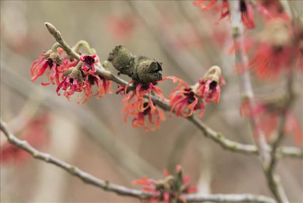 Hamamelis x intermedia 'Diane'