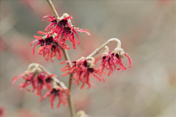 Hamamelis x intermedia 'Diane'