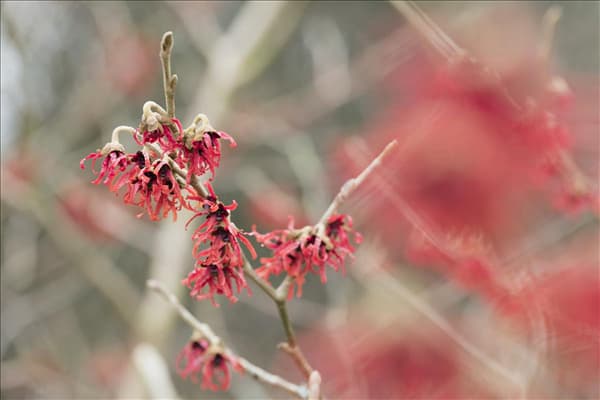 Hamamelis x intermedia 'Diane'