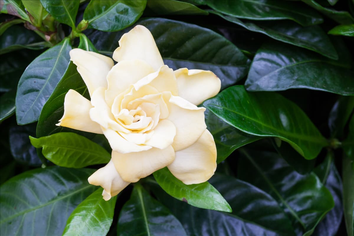 Gardenia jasminoides