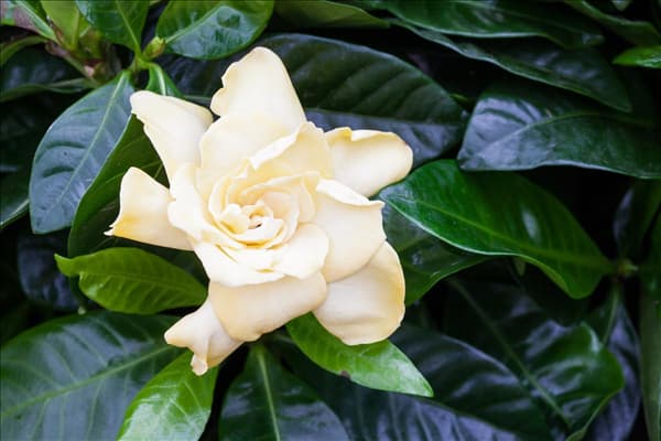 Gardenia jasminoides