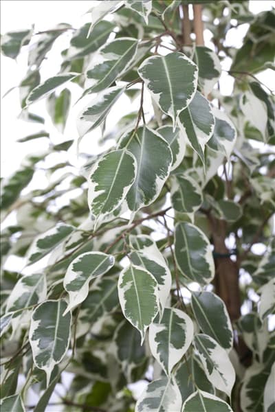 Ficus benjamina 'Twilight'