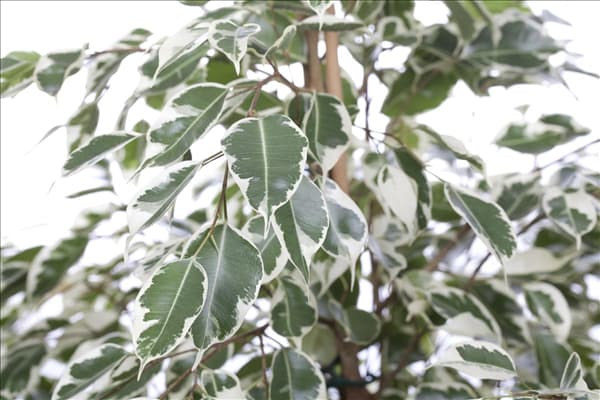 Ficus benjamina 'Twilight'