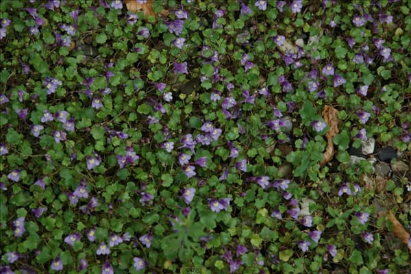 Cymbalaria muralis