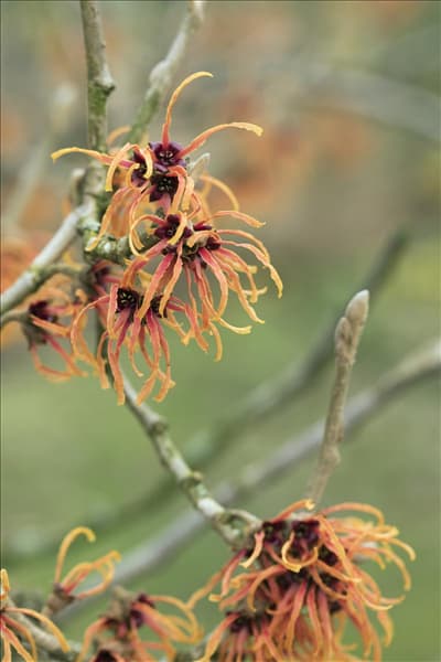 Hamamelis x intermedia 'Jelena'