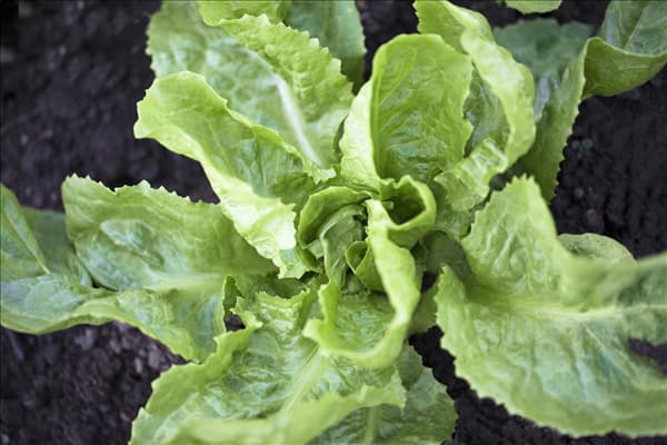 Cichorium endivia