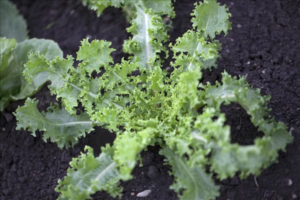 Cichorium endivia
