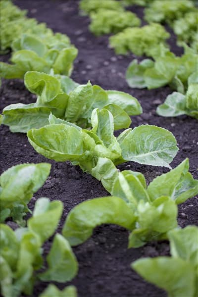Cichorium endivia