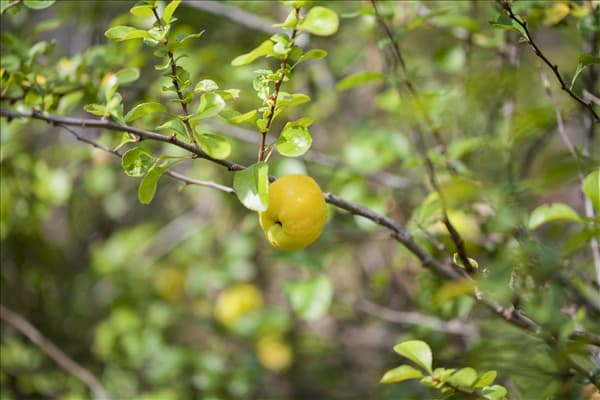 Chaenomeles x superba