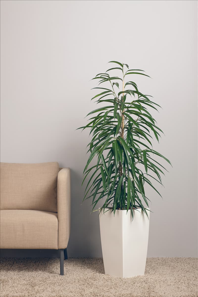 Ficus binnendijkii 'Alii'