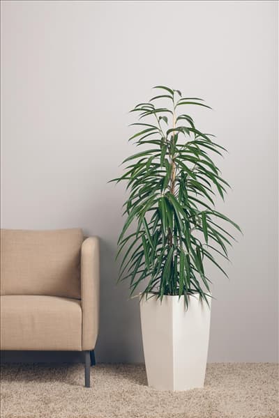 Ficus binnendijkii 'Alii'