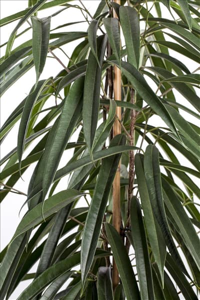 Ficus binnendijkii 'Alii'