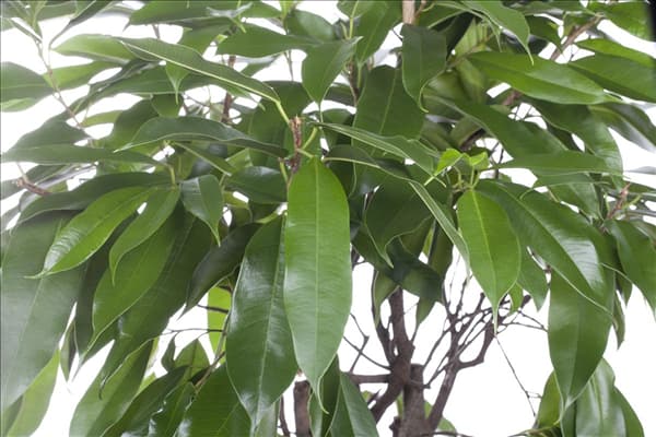 Ficus binnendijkii 'Amstel King'