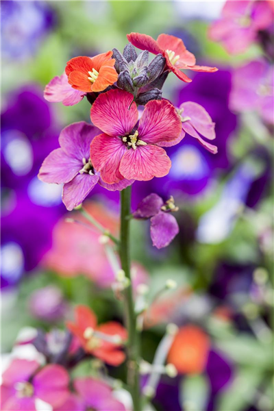 Erysimum linifolium 'Bowles Mauve'