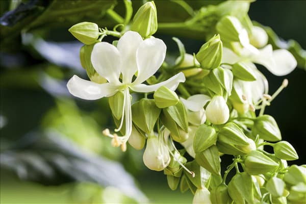 Clerodendrum wallichii
