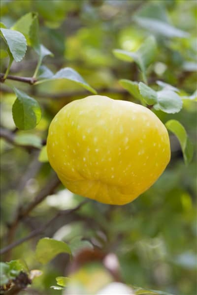 Chaenomeles x superba