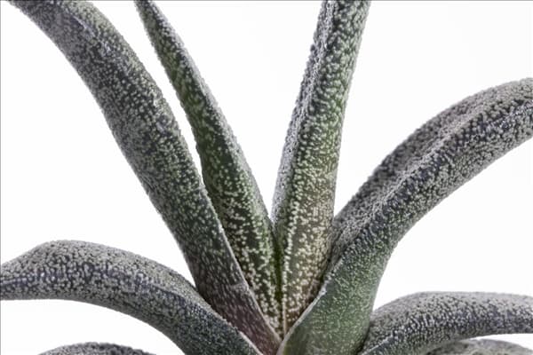 Gasteria