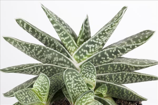 Gasteria