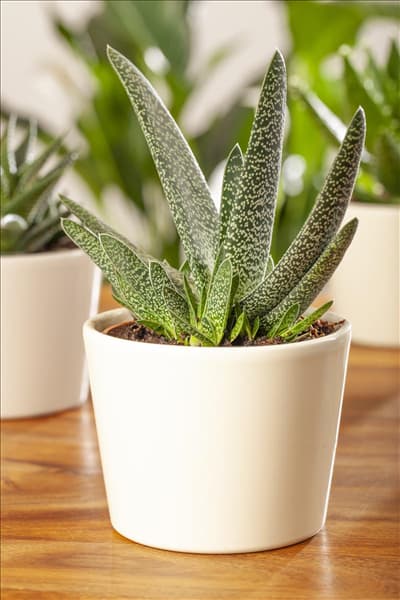 Gasteria