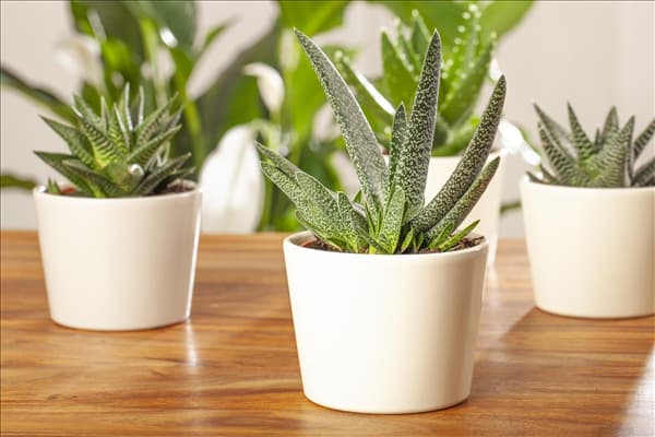 Gasteria