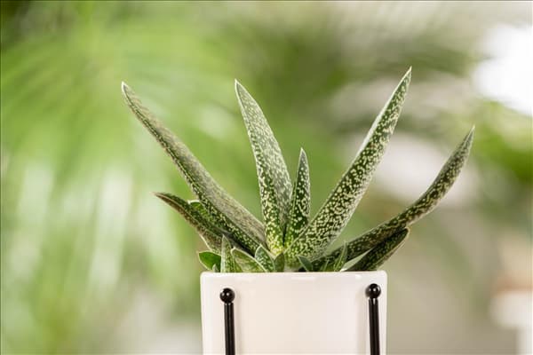 Gasteria
