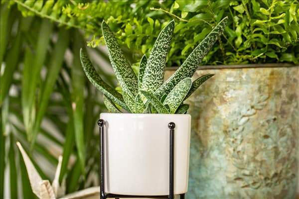 Gasteria
