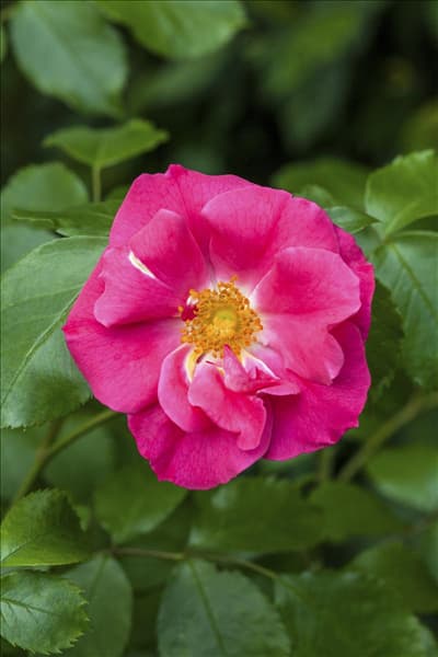 Rosa, rosa