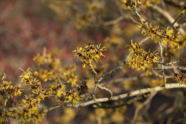 Hamamelis x intermedia 'Westerstede'