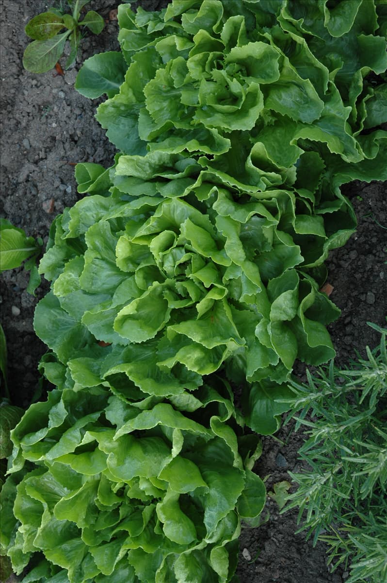 Cichorium endivia 'Grüner Escariol'