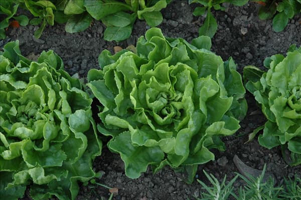 Cichorium endivia 'Grüner Escariol'