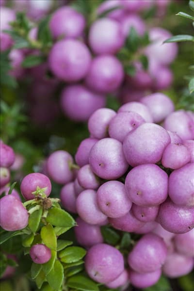 Gaultheria mucronata