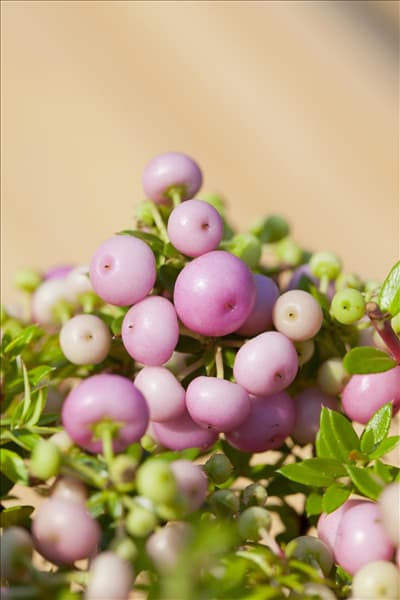 Gaultheria mucronata